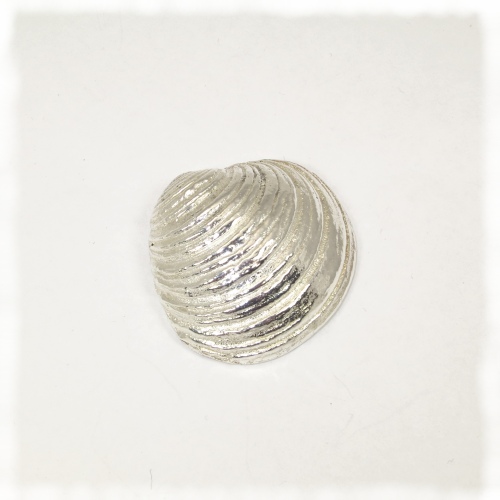 Solid silver sea shell